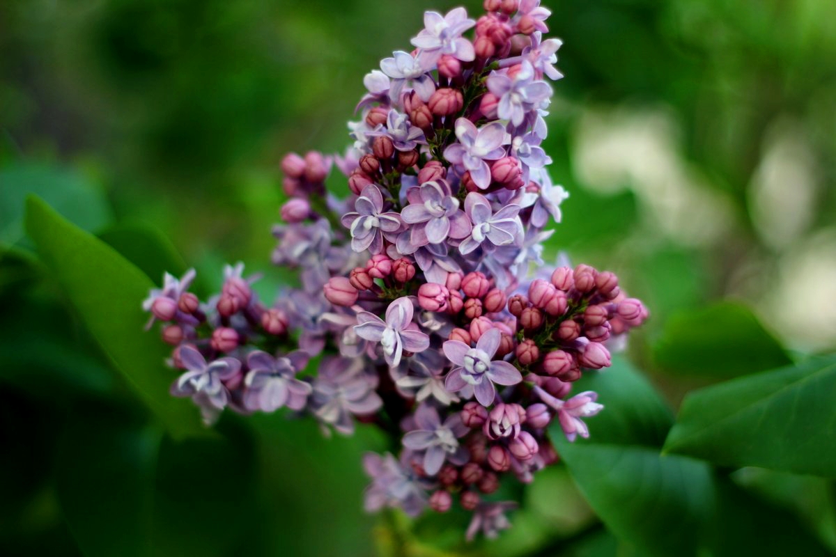 purple lilacs
